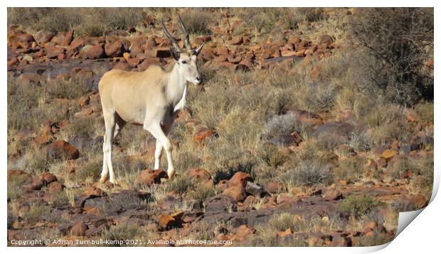 Young Eland bull Print by Adrian Turnbull-Kemp