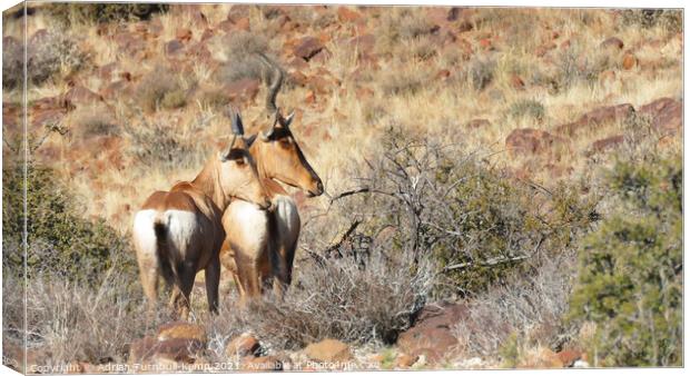 A pair of Red Hartebeest Canvas Print by Adrian Turnbull-Kemp