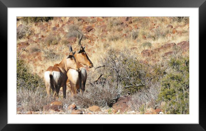 A pair of Red Hartebeest Framed Mounted Print by Adrian Turnbull-Kemp