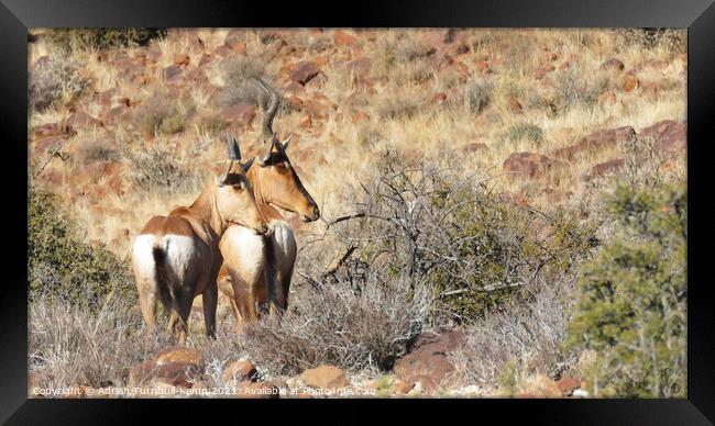 A pair of Red Hartebeest Framed Print by Adrian Turnbull-Kemp