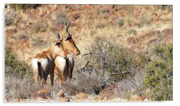 A pair of Red Hartebeest Acrylic by Adrian Turnbull-Kemp