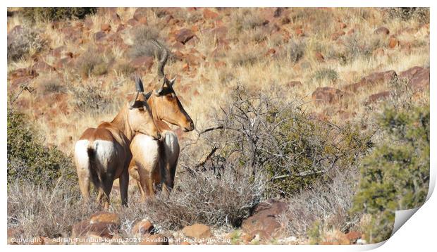 A pair of Red Hartebeest Print by Adrian Turnbull-Kemp