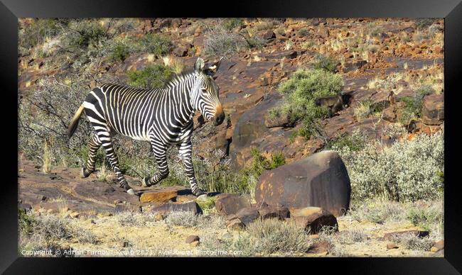 On the catwalk Framed Print by Adrian Turnbull-Kemp