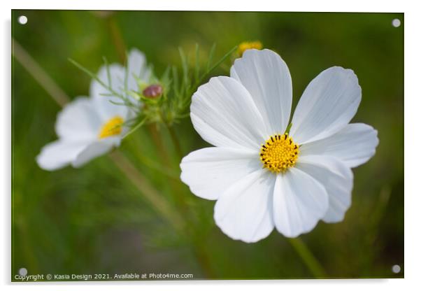 White Mexican Aster Acrylic by Kasia Design