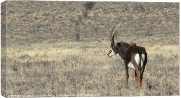 Sable antelope bull Canvas Print by Adrian Turnbull-Kemp