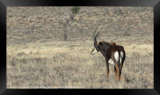 Sable antelope bull Framed Print by Adrian Turnbull-Kemp