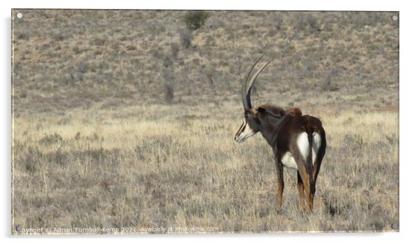 Sable antelope bull Acrylic by Adrian Turnbull-Kemp
