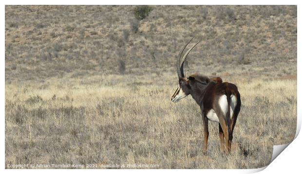 Sable antelope bull Print by Adrian Turnbull-Kemp