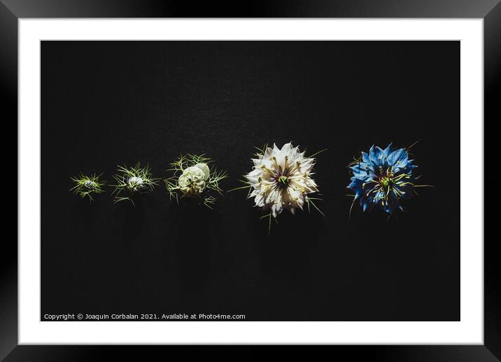 Elegant artistic backdrop of flowers isolated on black backgroun Framed Mounted Print by Joaquin Corbalan