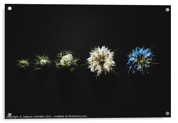 Elegant artistic backdrop of flowers isolated on black backgroun Acrylic by Joaquin Corbalan