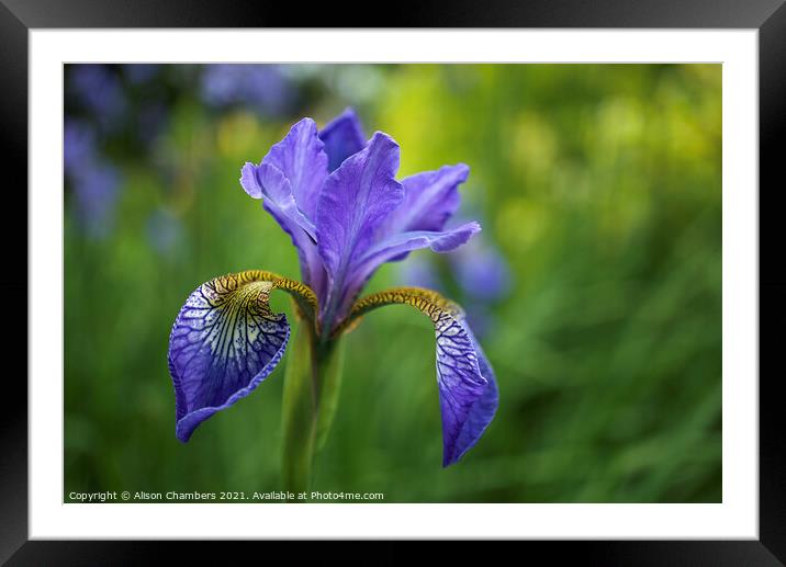 Siberian Iris Framed Mounted Print by Alison Chambers