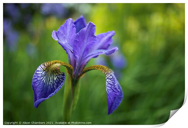 Siberian Iris Print by Alison Chambers
