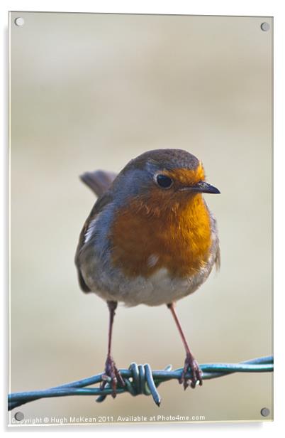 Animal, Bird, European Robin, Erithacus rubecula Acrylic by Hugh McKean