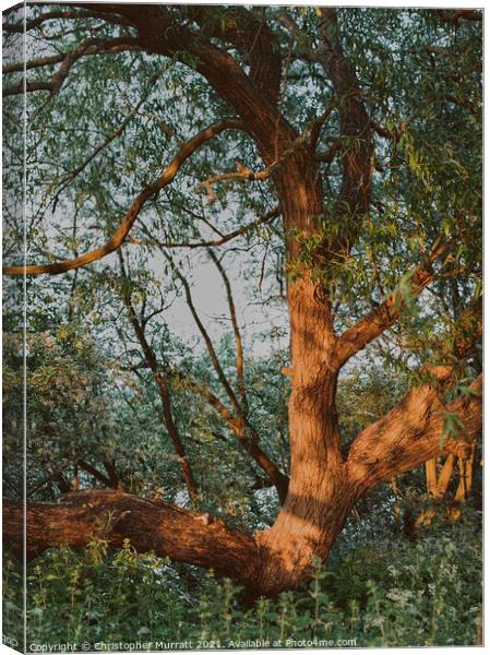 Golden tree Canvas Print by Christopher Murratt