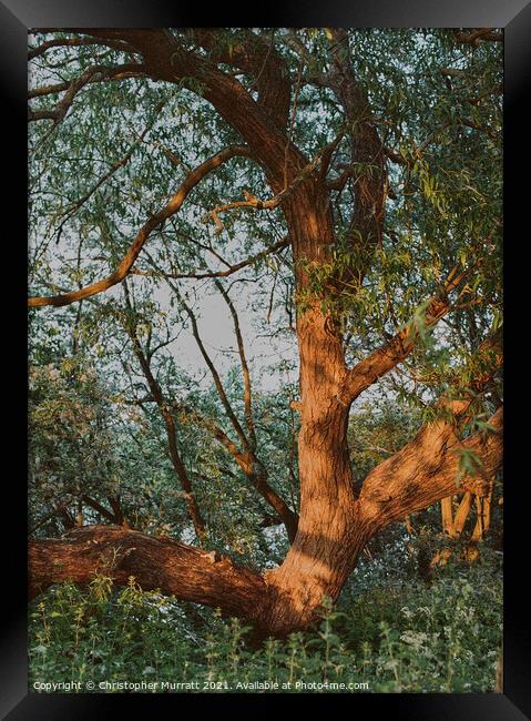 Golden tree Framed Print by Christopher Murratt