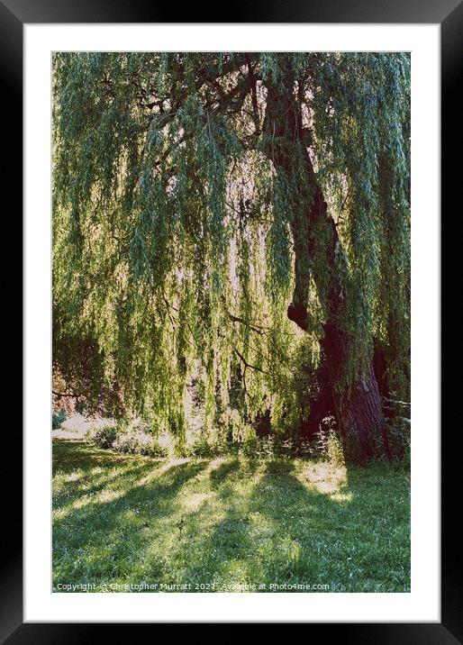 Weeping willow tree  Framed Mounted Print by Christopher Murratt