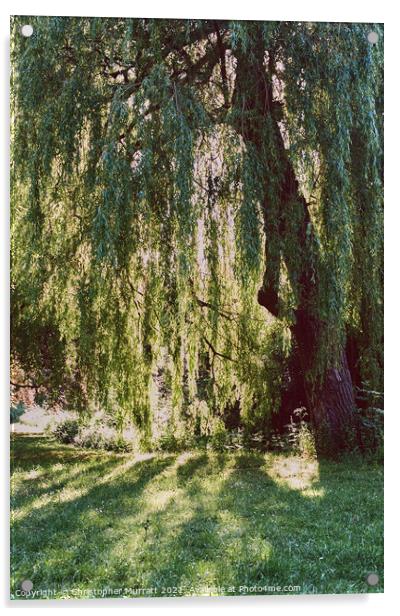 Weeping willow tree  Acrylic by Christopher Murratt