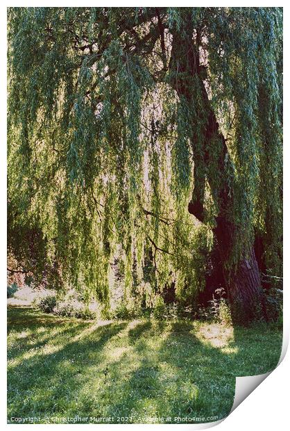 Weeping willow tree  Print by Christopher Murratt