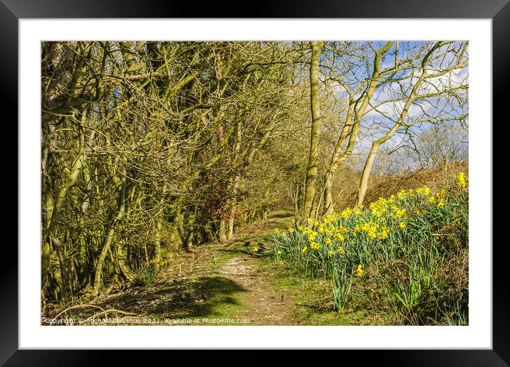 Daffodils in the Woods Framed Mounted Print by Michael Shannon