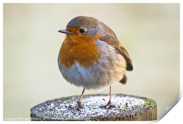 Animal, Bird, European Robin, Erithacus rubecula Print by Hugh McKean