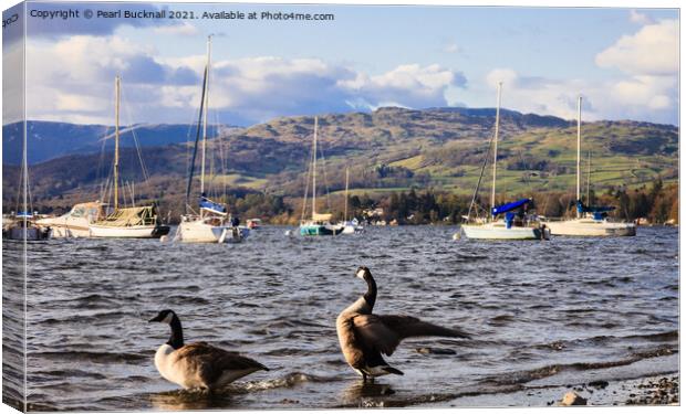 Canada Geese on Windermere Lake District Canvas Print by Pearl Bucknall