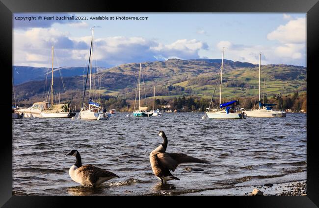 Canada Geese on Windermere Lake District Framed Print by Pearl Bucknall