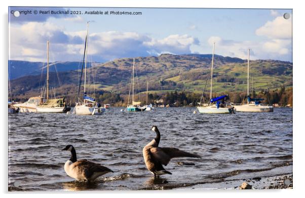 Canada Geese on Windermere Lake District Acrylic by Pearl Bucknall