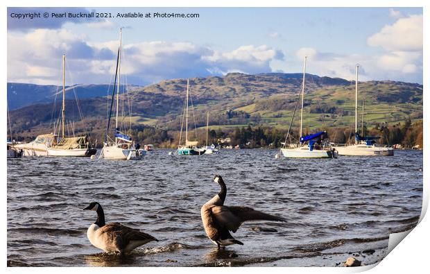 Canada Geese on Windermere Lake District Print by Pearl Bucknall
