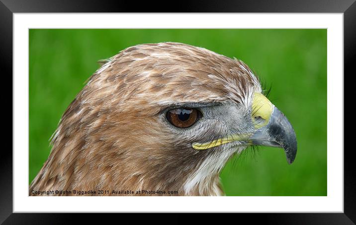 Red-tailed Hawk (Buteo Jamaicensis) Framed Mounted Print by John Biggadike