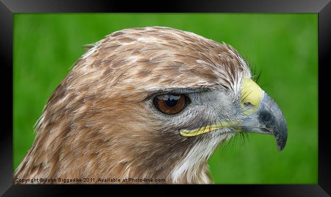 Red-tailed Hawk (Buteo Jamaicensis) Framed Print by John Biggadike