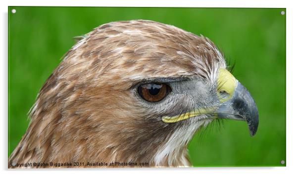 Red-tailed Hawk (Buteo Jamaicensis) Acrylic by John Biggadike