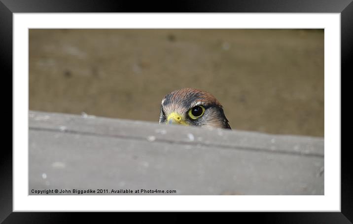 Hide and Beak Framed Mounted Print by John Biggadike