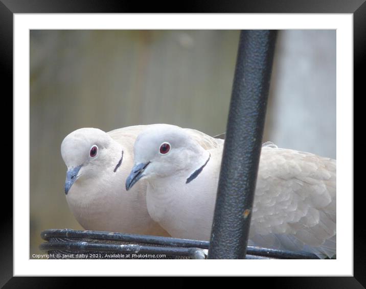 Collared Doves Framed Mounted Print by janet dalby
