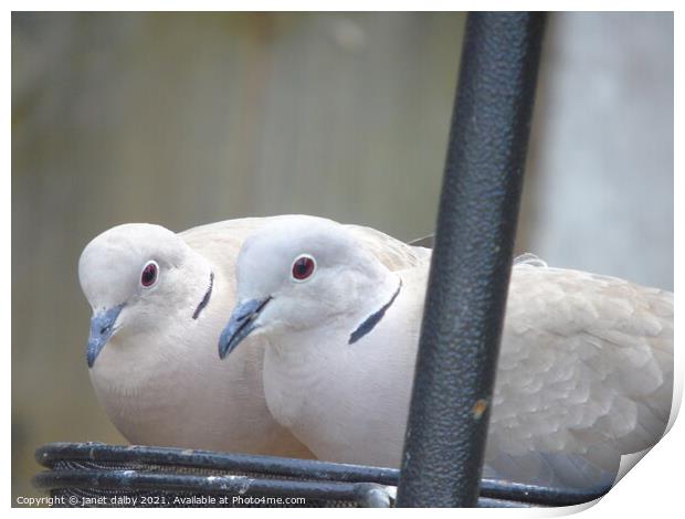 Collared Doves Print by janet dalby