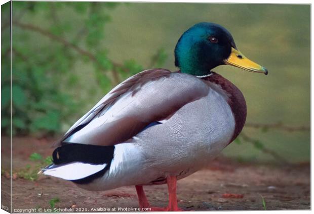 Mallard  Canvas Print by Les Schofield