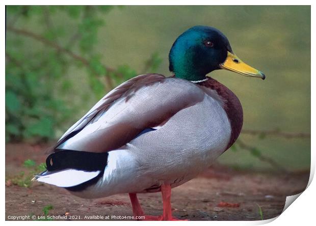 Mallard  Print by Les Schofield