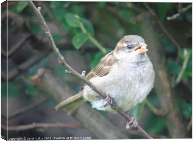 Female house sparrow perched on a tree branch Canvas Print by janet dalby