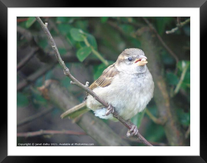 Female house sparrow perched on a tree branch Framed Mounted Print by janet dalby
