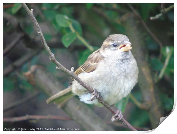 Female house sparrow perched on a tree branch Print by janet dalby
