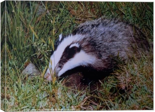 Young badger Canvas Print by Les Schofield