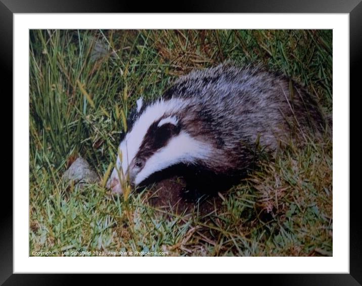 Young badger Framed Mounted Print by Les Schofield