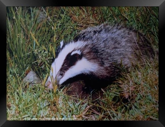 Young badger Framed Print by Les Schofield