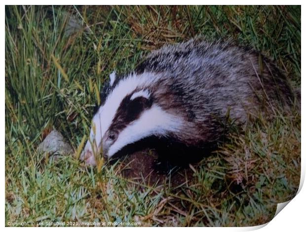 Young badger Print by Les Schofield