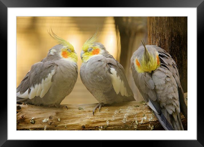 They love each other, but nobody loves me!! Framed Mounted Print by Ian Middleton