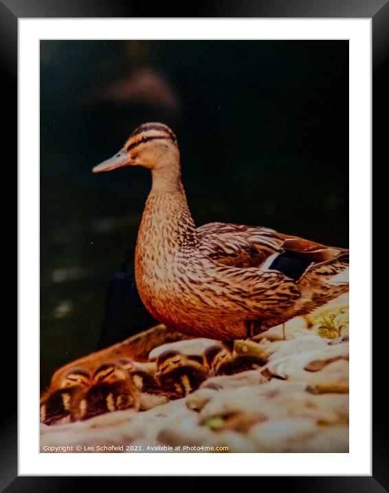 Mallard with chicks  Framed Mounted Print by Les Schofield