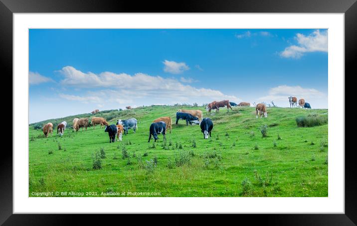 Gently grazing. Framed Mounted Print by Bill Allsopp