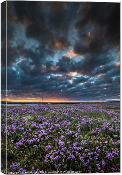 Sea lavender Canvas Print by Bill Allsopp