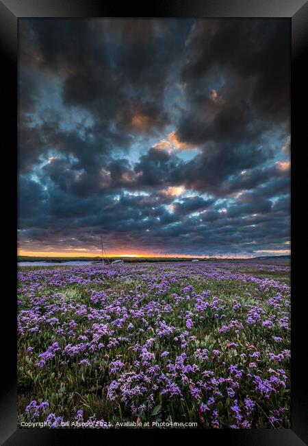 Sea lavender Framed Print by Bill Allsopp