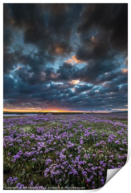 Sea lavender Print by Bill Allsopp