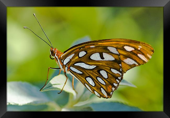 Agraulis Vanillae, Gulf Fritillary Butterfly Framed Print by Eyal Nahmias